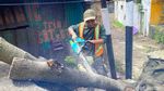 Kala Gergaji Mesin Petugas Beradu dengan Pohon Tumbang di Bandung