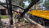Banyaknya jumlah pohon yang tumbang membuat pemotongan dilakukan secara berkala oleh Petugas UPT Penghijauan dan Pemeliharaan Pohon DPKP Kota Bandun (Foto: Wisma Putra/detikJabar).