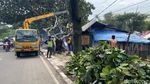 Kala Gergaji Mesin Petugas Beradu dengan Pohon Tumbang di Bandung