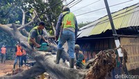 Sejumlah pohon yang tumbang rata-rata langsung dari akarnya (Foto: Wisma Putra/detikJabar).