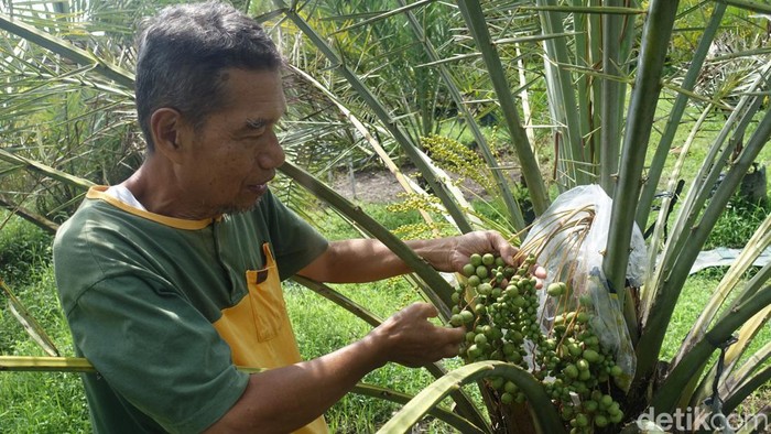 Perkebunan kurma Ngadinah yang dikelola oleh Suparyoto di Berbah, Sleman, Selasa (28/3/2023).