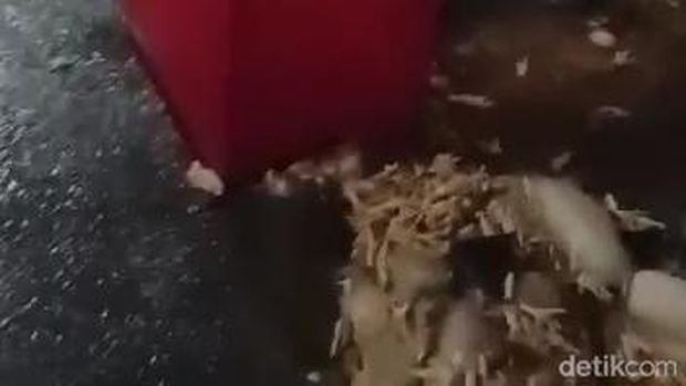 Pikap Gran Max muat daging ayam yang terbalik di Bojonegoro