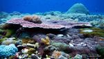 Taman Laut Taka Bonerate, Surga Bawah Laut di Selayar