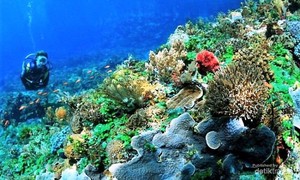 Taman Laut Taka Bonerate, Surga Bawah Laut di Selayar
