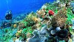 Taman Laut Taka Bonerate, Surga Bawah Laut di Selayar