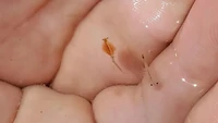 Setelah Panci, Udang Mini Berumur 600 Ribu Tahun Ini Jadi Simbol Sebuah Provinsi