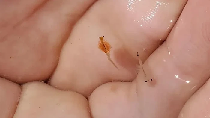 Udang air asin Utah