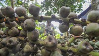 Warga menyusun buah beluluk saat produksi kolang-kaling di Jambi Tulo, Muarojambi, Jambi, Selasa (28/3/2023). 