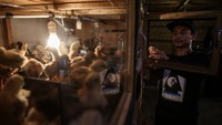 Kemudian, ayam-ayam tersebut dijual kembali dengan harga Rp4 juta hingga Rp5 juta per 100 ekor.   