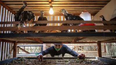 Bisnis Gemukin Anak Ayam di Tangerang Ini Raup Omzet Jutaan Lho