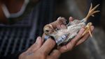 Bisnis Gemukin Anak Ayam di Tangerang Ini Raup Omzet Jutaan Lho