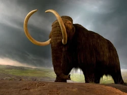 DNA Bakteri Purba Berusia 1,1 Juta Tahun Ditemukan dari Fosil Mamut