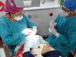 Gemas Banget Sih Ini, Potret Kedekatan Hewan dan Manusia