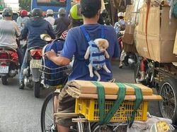 Gemas Banget Sih Ini, Potret Kedekatan Hewan dan Manusia