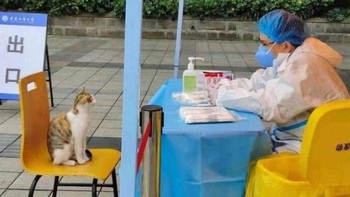 Dicek dulu ya cing, kamu sakit atau nggak. Foto: (Bored Panda).