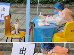 Gemas Banget Sih Ini, Potret Kedekatan Hewan dan Manusia