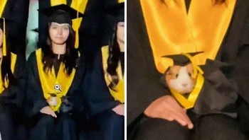 Asyik hamsternya ikut wisuda. Foto: (Bored Panda).