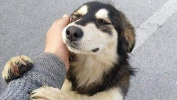 Anjingnya butuh sandaran tangan sepertinya. Foto: (Bored Panda).