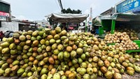 Kelapa ini dipasok dari Banten.