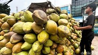 Pedagang kelapa muda tengah merapihkan barang dagangannya di kawasan Tebet, Jakarta Selatan, Rabu (29/3/2023).