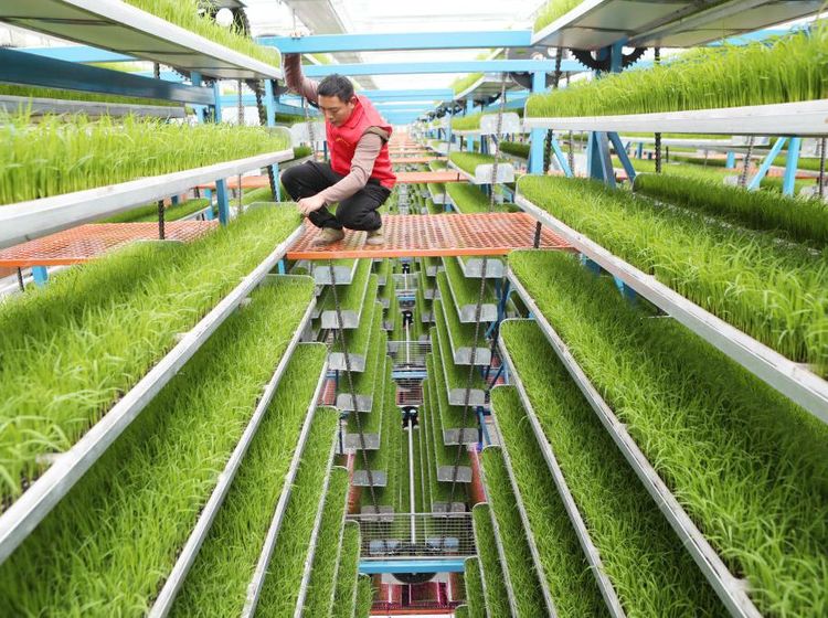 Potret Tanaman Bibit Cerdas yang Bantu Tingkatkan Hasil Panen di China