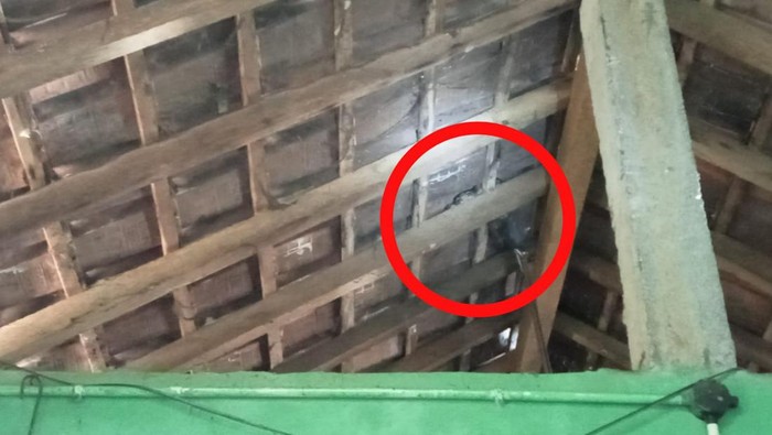 Temuan ular piton yang melingkar di atap rumah warga Nambangan, Seloharjo, Pundong, Bantul, Rabu (29/3/2023).