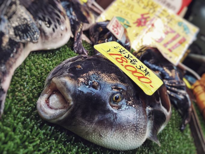 Tragis! Wanita Ini Tewas Usai Makan Ikan Buntal yang Dibeli Online