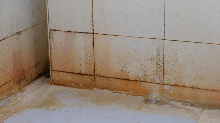 Mold stains on bathroom walls