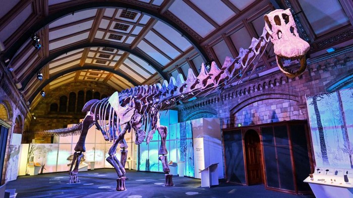LONDON, ENGLAND - MARCH 28: A member of museum staff poses beneath the skeleton of Patagotitan mayorum as it goes on display as part of the new 'Titanosaur: Life as the Biggest Dinosaur' exhibit at Natural History Museum on March 28, 2023 in London, England. The exhibit, which is the 'most complete giant dinosaur ever discovered' dates back to the Cretaceous period and will be displayed for the first time in Europe at the Natural History Museum between 31, March 2023 and 7, January 2024. (Photo by Dan Kitwood/Getty Images)