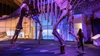 Patagotitan ditemukan di Peternakan La Flecha di Patagonia, Argentina, pada tahun 2010, ketika seorang pekerja peternakan melihat tulang dinosaurus besar menyembul dari tanah.