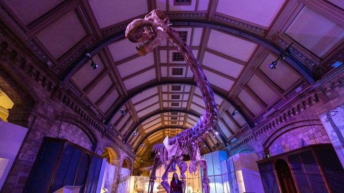 LONDON, ENGLAND - MARCH 28: A member of museum staff poses beneath the skeleton of Patagotitan mayorum as it goes on display as part of the new 'Titanosaur: Life as the Biggest Dinosaur' exhibit at Natural History Museum on March 28, 2023 in London, England. The exhibit, which is the 'most complete giant dinosaur ever discovered' dates back to the Cretaceous period and will be displayed for the first time in Europe at the Natural History Museum between 31, March 2023 and 7, January 2024. (Photo by Dan Kitwood/Getty Images)