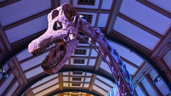 1477528576 LONDON, ENGLAND - MARCH 28: A member of museum staff poses beneath the skeleton of Patagotitan mayorum as it goes on display as part of the new 'Titanosaur: Life as the Biggest Dinosaur' exhibit at Natural History Museum on March 28, 2023 in London, England. The exhibit, which is the 'most complete giant dinosaur ever discovered' dates back to the Cretaceous period and will be displayed for the first time in Europe at the Natural History Museum between 31, March 2023 and 7, January 2024. (Photo by Dan Kitwood/Getty Images)