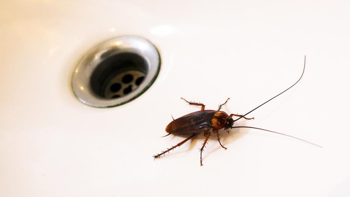 The Cockroaches on the sink in the bathroom.