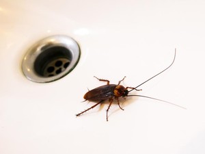 Fakta Tentang Kecoak yang Terbang ke Arah Wajah Manusia
