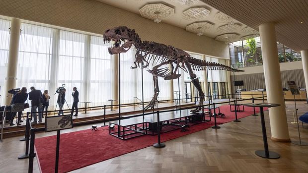 Kerangka T-Rex berusia 67 juta tahun bernama 