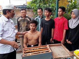 Unik! Terapi Sengat Lebah di Tegal