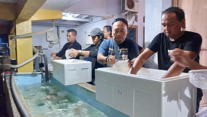 Penggerebekan dan pengamanan 20 ribu baby lobster atau benur di Jember