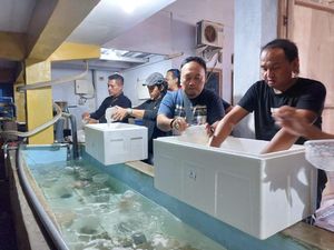 Penangkaran di Jember Digerebek, 20 Ribu Benur Gagal Dikirim ke Singapura