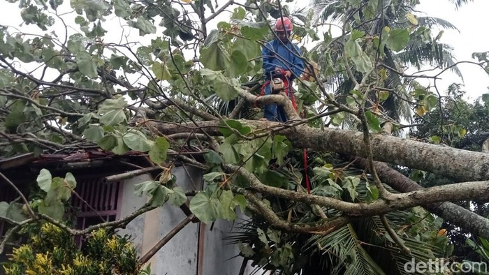 Pohon tumbang menimpa sejumlah rumah di Ciamis