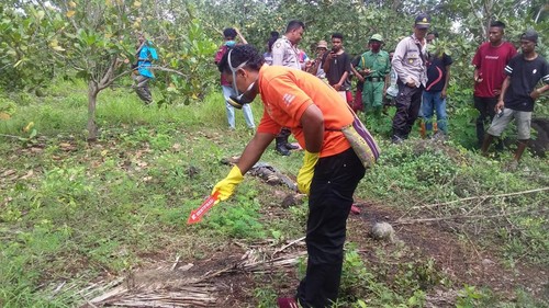 Polisi melakukan olah TKP penemuan tengkorak KK (72) di sebuah kebun di Bolaklapet, Desa Darat Gunung, Kecamatan Talibura, Kabupaten Sikka. (Istimewa)
