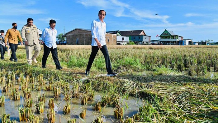 Tinjau Panen Raya di Lumbung Beras Sulsel, Jokowi Blusukan ke Tengah Sawah Presiden Joko Widodo meninjau secara langsung pelaksanaan panen raya padi di Kabupaten Maros, Provinsi Sulawesi Selatan, pada Kamis pagi, 30 Maret 2023. Presiden berharap hasil panen di Sulawesi Selatan dapat melebihi target sehingga bisa dibawa ke provinsi lain yang membutuhkan.