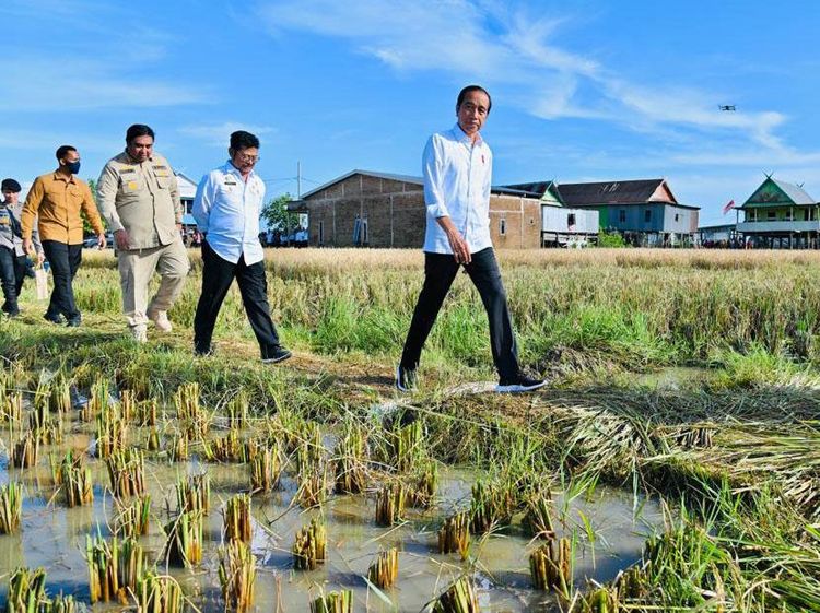 Tinjau Panen Raya di Lumbung Beras Sulsel, Jokowi Blusukan ke Tengah Sawah