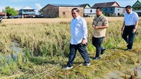 Menteri Koordinator Bidang Kemaritiman dan Investasi Luhut Binsar Pandjaitan serta Sekretaris Kabinet Pramono Anung juga ikut mendampingi Jokowi meninjau panen raya padi.