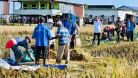 Jokowi berharap hasil panen di Sulawesi Selatan dapat melebihi target sehingga bisa dibawa ke provinsi lain yang membutuhkan.