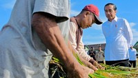 Meski sebelumnya sejumlah lahan terendam banjir, tapi padi yang dihasilkan bisa mencapai sekitar 5,5 ton per hektare.