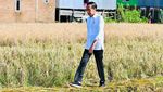 Tinjau Panen Raya di Lumbung Beras Sulsel, Jokowi Blusukan ke Tengah Sawah