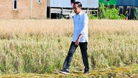 Jokowi berjalan melintasi pematang sawah untuk meninjau panen raya padi di Kabupaten Maros, Sulawesi Selatan.