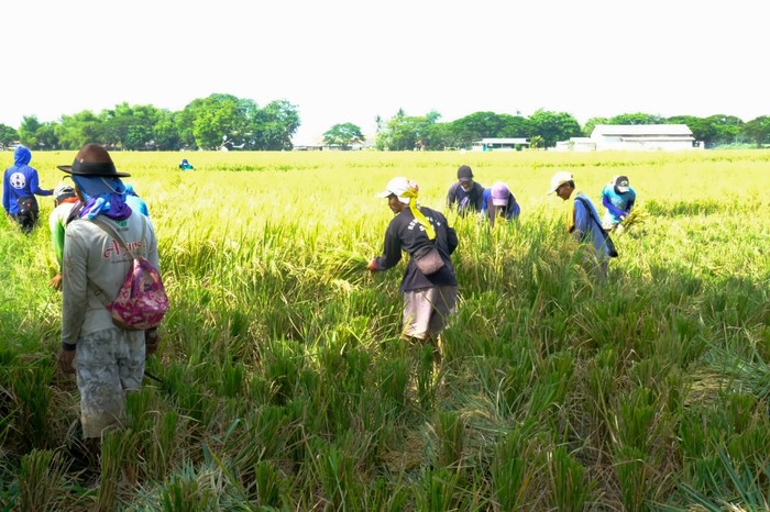 Wilmar Padi Indonesia Targetkan Kemitraan FEP Naik Jadi 10.000 Hektare