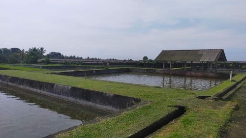 Balai Benih Ikan (BBI) Unit Bolangan di Desa Babahan, Kecamatan Penebel. Foto: istimewa