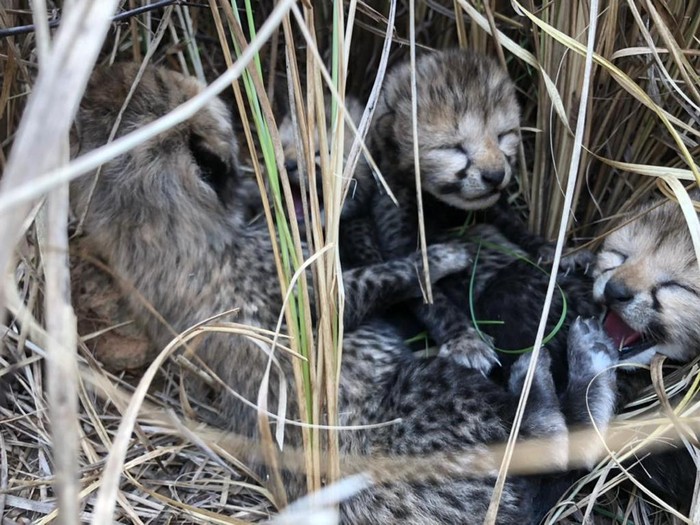 Cheetah di India
